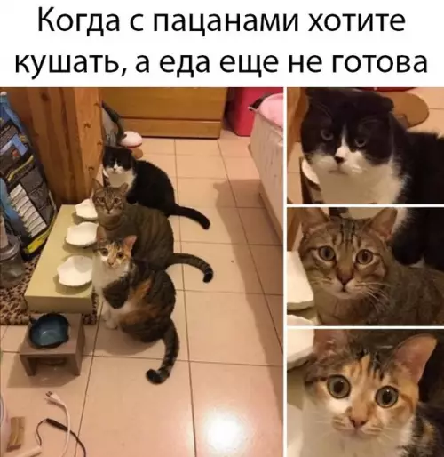 Смешная картинка №470160