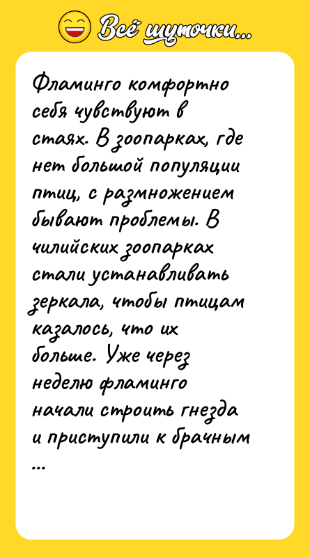 Фламинго комфортно себя чувствуют в стаях. В зоопарках, где нет