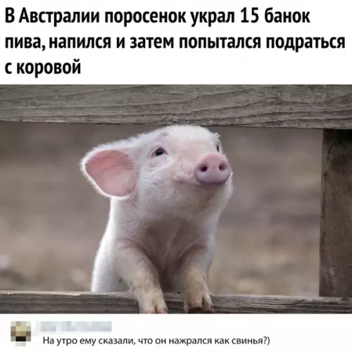 Смешная картинка №377082