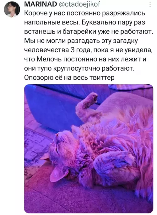 Кот и весы - Короче у нас постоянно разряжались напольные весы. Буквально пару раз