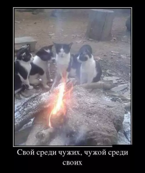 Смешная картинка №180765