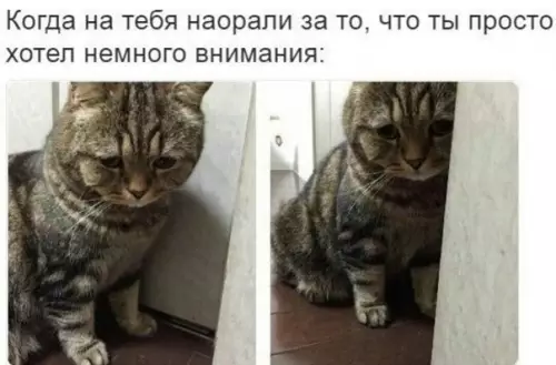 Смешная картинка №195583 коты