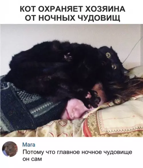 Смешная картинка №320652 кот, животные
