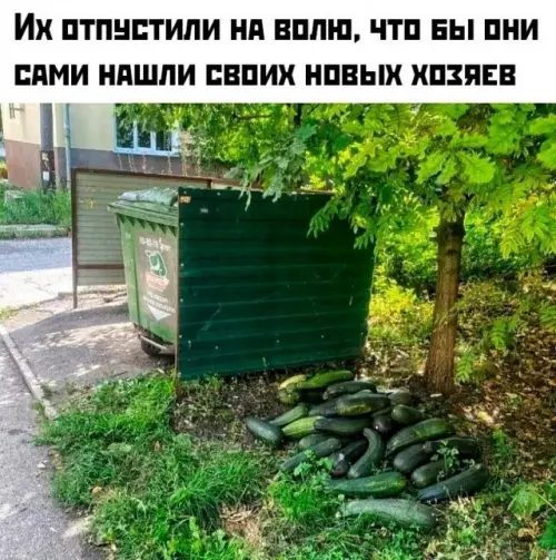 Смешная картинка №782294 Кабачки