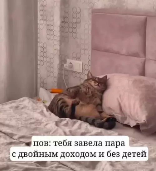 Смешная картинка №813106 Коты