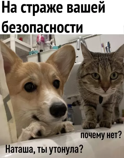 Смешная картинка №578649 Пyшистыe кoнтpoлepы