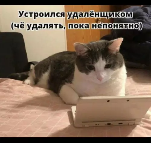 Кот-удаленщик