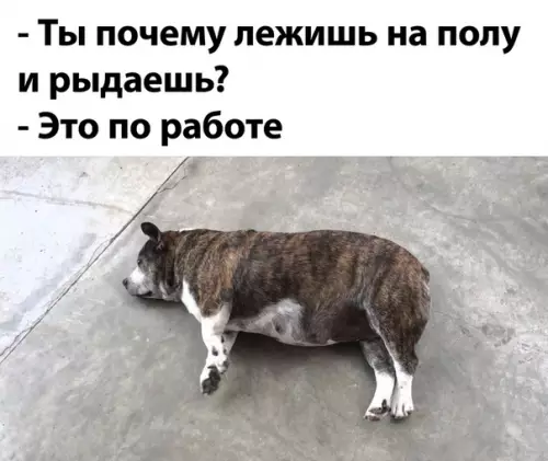 Смешная картинка №504580