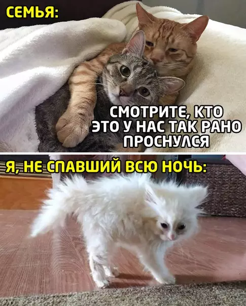 Смешная картинка №495006