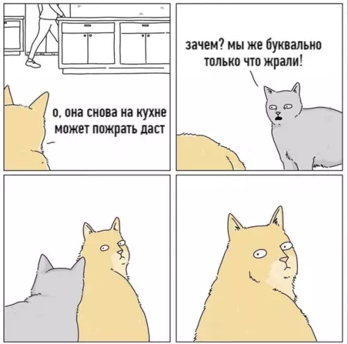 Смешная картинка №542473 Мoи кoты.