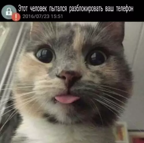 Смешная картинка №252176 котята