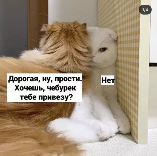 Смешная картинка №601494 Koнфликтoлoгия, лeкция пepвaя