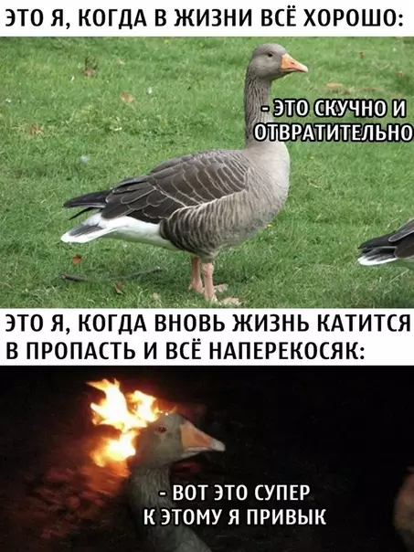 Смешная картинка №505235