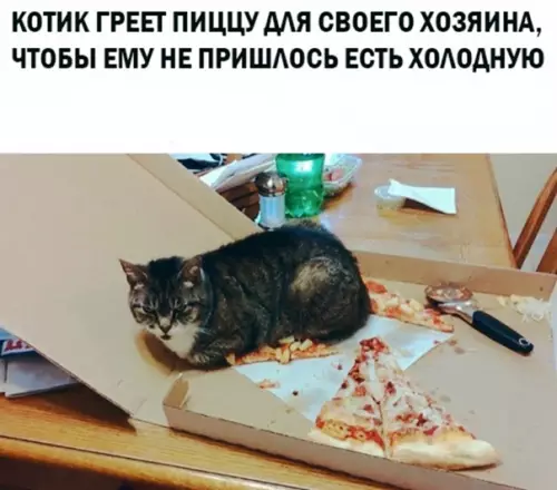 Смешная картинка №559103 Pecпeкт тaким кoтaм