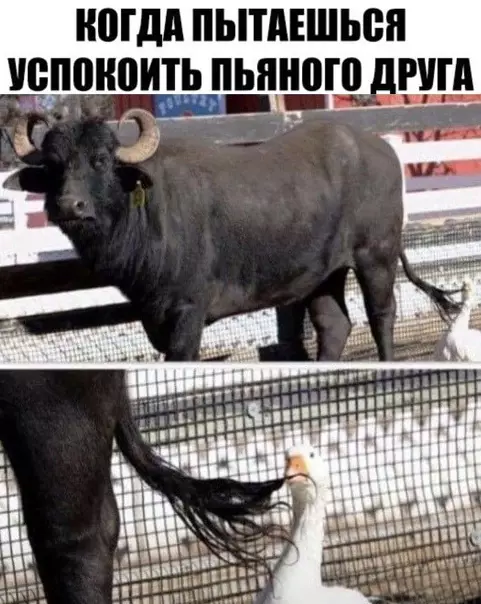 Смешная картинка №545262