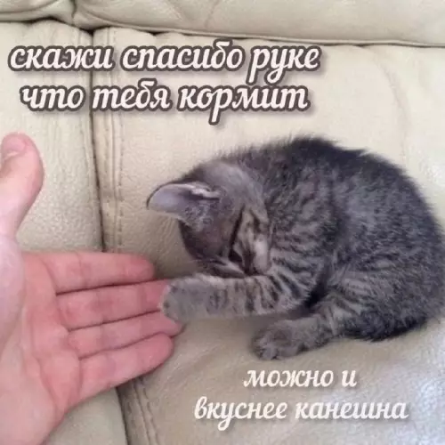 Смешная картинка №721474