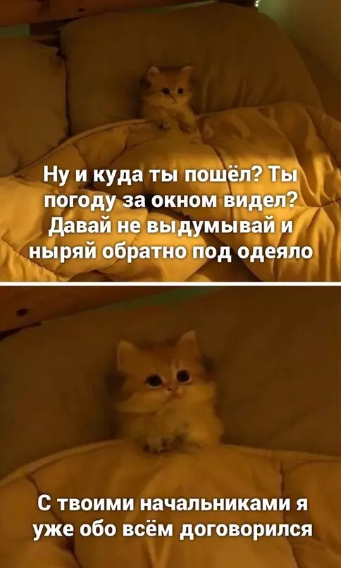 Смешная картинка №657612 Коты