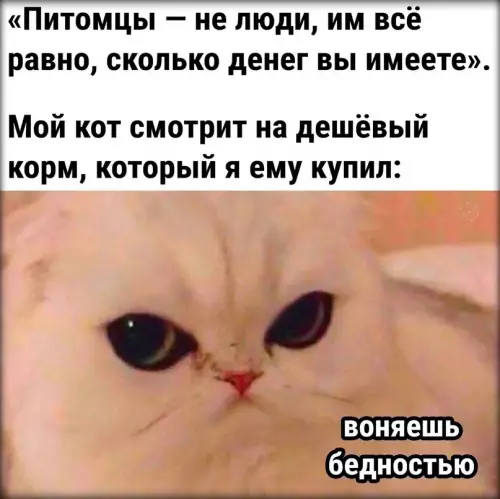 Смешная картинка №681415 Этому лохматому только самые дорогие блюда подавай