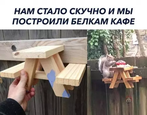 Смешная картинка №556690 Даже белки проводят время лучше, чем я ?