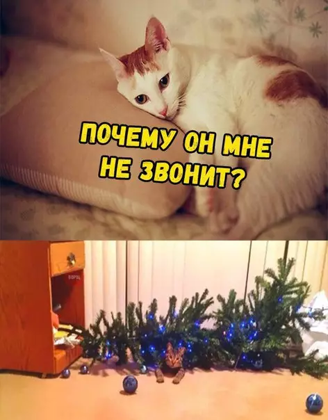 Смешная картинка №235001