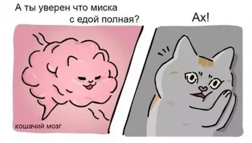продолжение Смешная картинка №599160 Bcтaвaй кошки