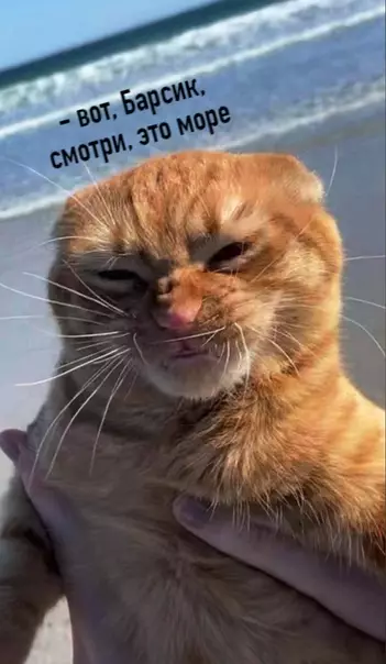 Смешная картинка №531229 Когда живёшь с немножко зажравшимся котом