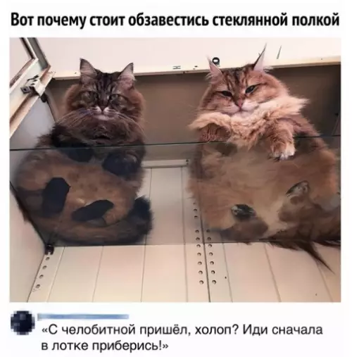Смешная картинка №281069 кошки