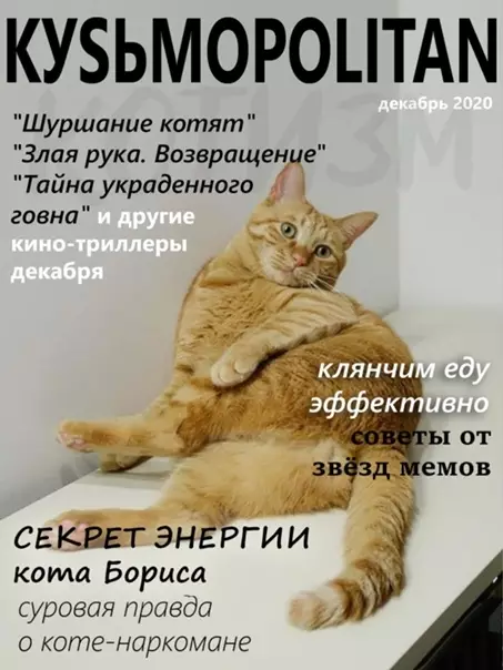 продолжение Смешная картинка №562851 Журналы, которые втайне выписывает твой кот Кошки
