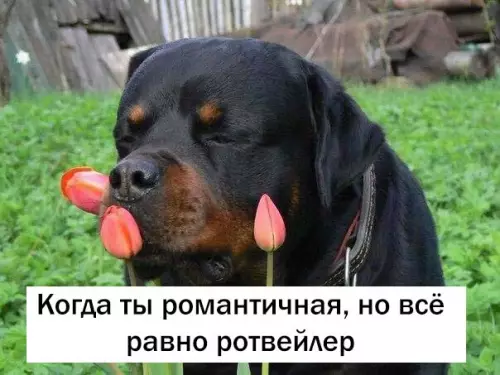 Смешная картинка №285139
