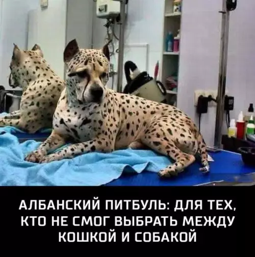 Смешная картинка №187437