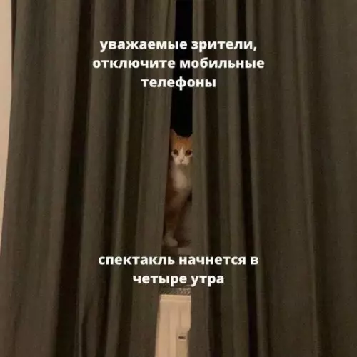 Смешная картинка №764760 По расписанию  Коты