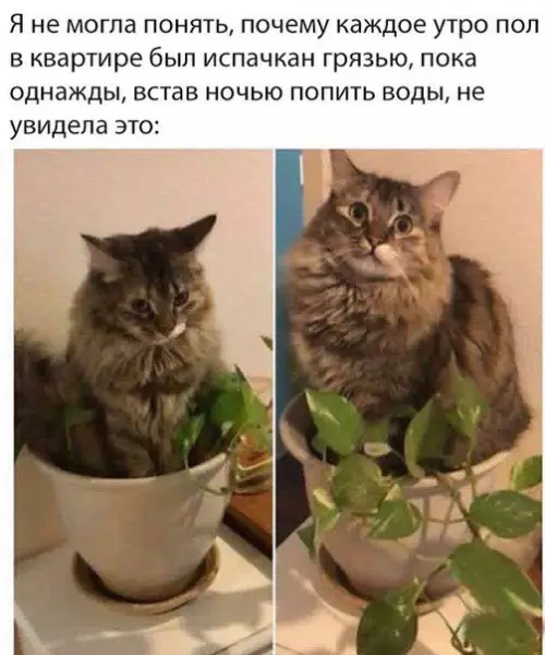 Смешная картинка №244583