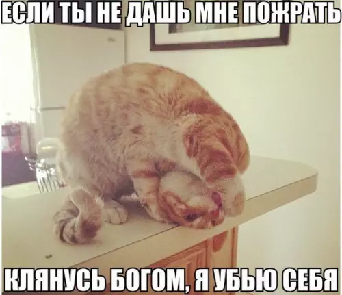 Смешная картинка №225243 коты