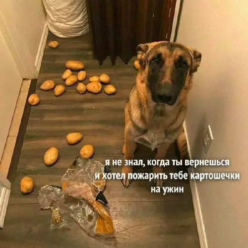 Смешная картинка №675511 Собаки 