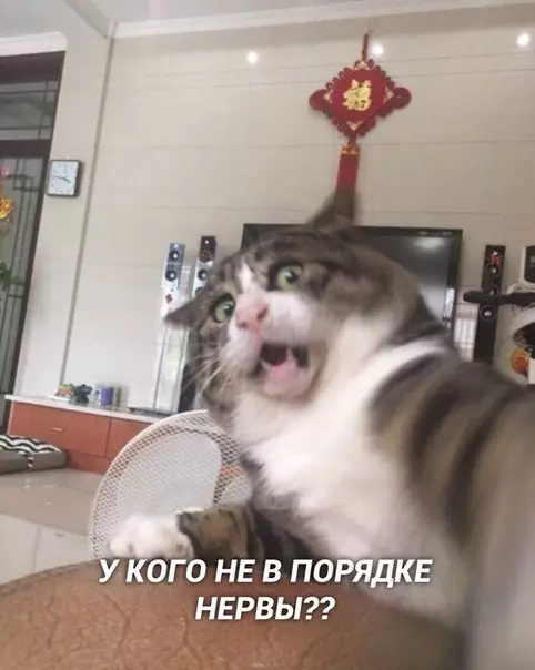 Смешная картинка №397212 Текущее состояние: