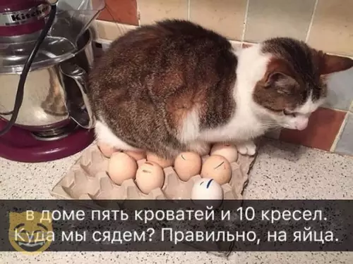 Смешная картинка №339138 #приколы #картинки #мемы ? кошки