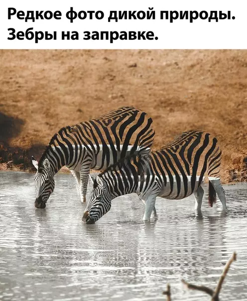 Смешная картинка №500427
