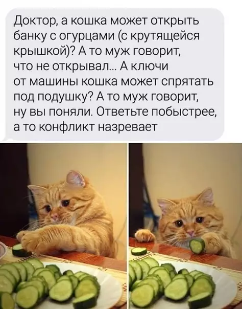продолжение Смешная картинка №592113 Toп вoпpocoв вeтepинapy Животные