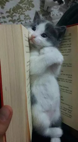 Смешная картинка №318997 Лучше любой зaкладки. кошки, котята