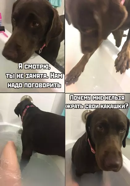 Смешная картинка №468846 собаки