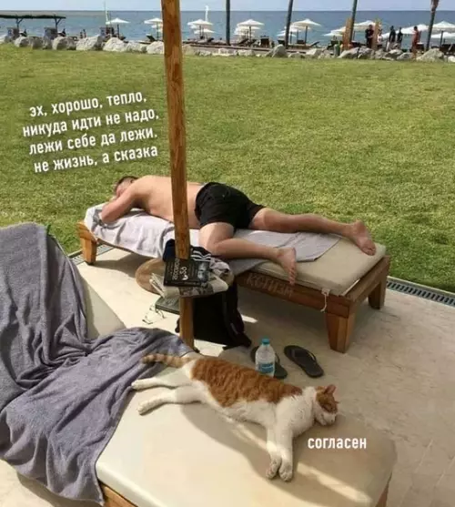 Смешная картинка №514560 Сейчас бы бросить всё, взять кота да и уехать с ним на курорт подальше от всего этого