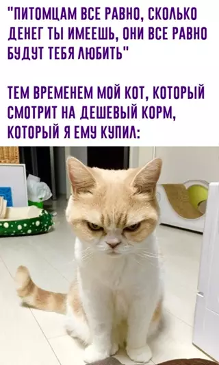 Смешная картинка №633997 коты