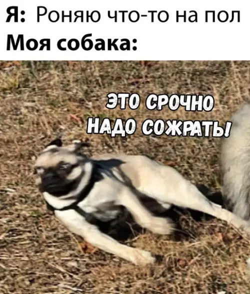 Смешная картинка №334109 собаки