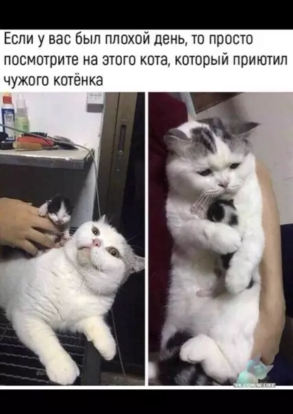 Смешная картинка №346523 Как прошли ваши выходные?)))