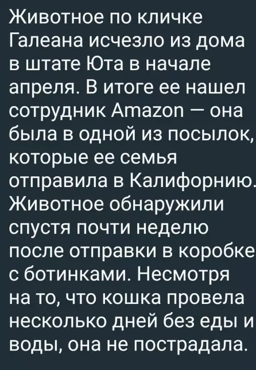 продолжение Смешная картинка №721293 Любившую залезать в коробки кошку случайно увезли за тысячу километров от дома. Но всё закончилось хорошо. Кошки