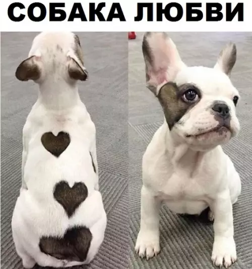 Смешная картинка №297470 собаки