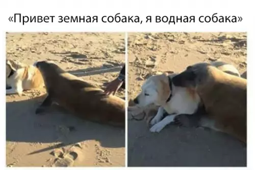 Смешная картинка №313897 животные