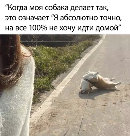 Смешная картинка №502629 собаки