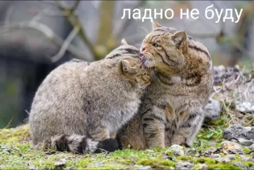 продолжение Смешная картинка №602419 Myж и жeнa — двa дикиx кoтa Коты