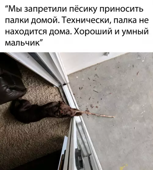 Смешная картинка №547620 собаки